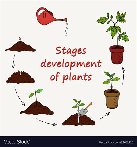 Stages Of Plant Growth Diagram