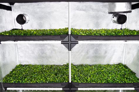 Estufa De Cultivo Indoor Probox Propagator Xl Garden Highpro