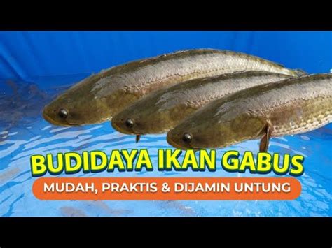 Cara Budidaya Ikan Gabus Yang Mudah Bagi Pemula Youtube