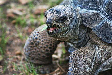 Aldabra Giant Tortoise Photograph By Kathy Clark Fine Art America