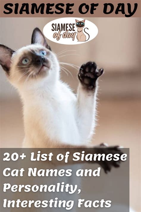 list  siamese cat names  personality interesting facts artofit