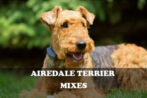 Airedale Terrier Mixes: Airedale Terrier Mix Breeds - Pictures | ALL DOGS WORLD