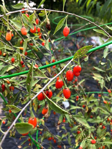 10 Goji Lycium Barbarum Wolfberry Seeds Plant Care Seed Starting Seeds