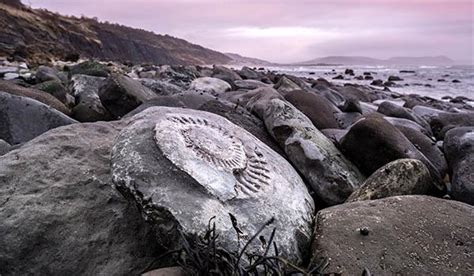 Why the Jurassic Coast Is One of the Best Fossil-Collecting Sites on ...