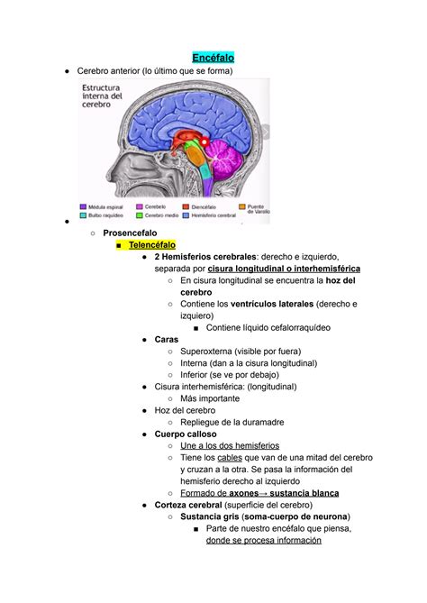 Solution Ence Falo Nervios Craneales Meninges Studypool