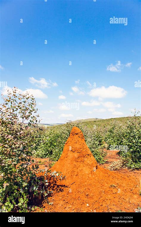 south africa, termite, south african, south africas, termites Stock Photo - Alamy