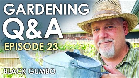 Gardening Q A Episode 23 Black Gumbo YouTube