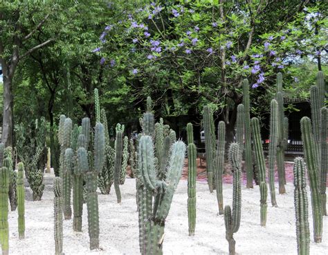 Mexico City Botanical Garden Francerobert2001 Flickr