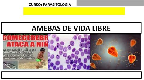 Amebas De Vida Libre Tiroxina Med UDocz