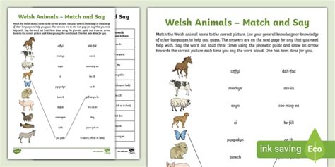 Learn Welsh Animals Match And Say Activity Sheet Twinkl