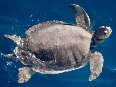 21 Flatback Sea Turtle Facts - All Turtles