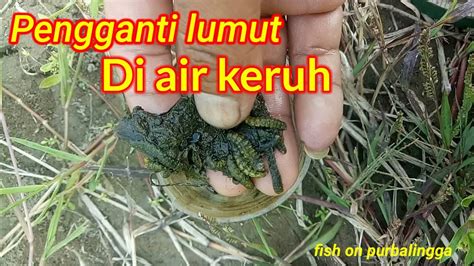 Cara Mencari Ulat Batu Di Sungai Mancing Pakai Umpan Ulat Batu Untuk