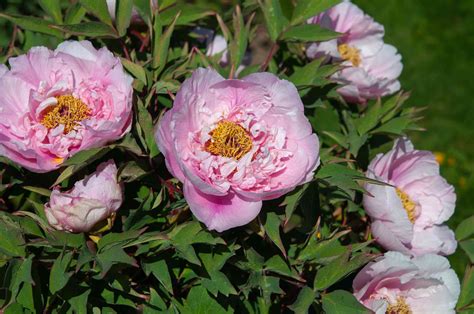 Tree Peony: Care and Growing Guide