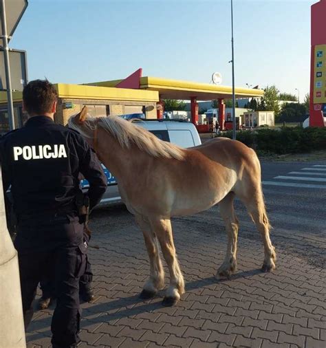 Ko Bieg Rodkiem Ulicy Zareagowa Policjant Zdj Cia Informacje Z