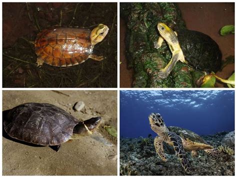 World Turtle Day What Are 10 Critically Endangered Turtle Species