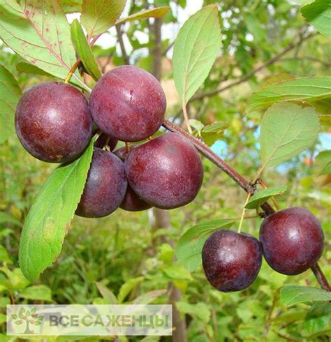 Цена на Сливово вишневый гибрид Опата - купить саженцы