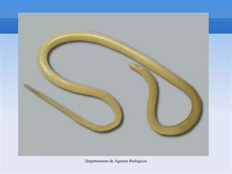 4 Ascaris Lumbricoides Ppt