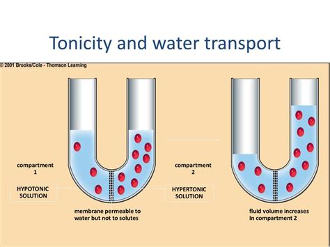 Cell Membranes And Transport Ppt Download