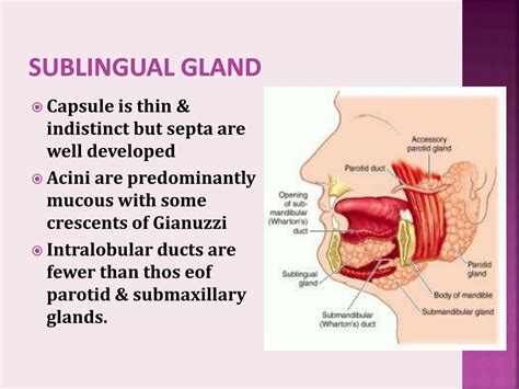 Ppt Histology Of Salivary Glands Powerpoint Presentation Free