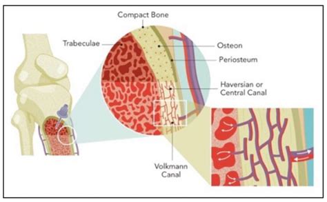 Understanding And Establishing Intraosseous Access : WFSA - Resources