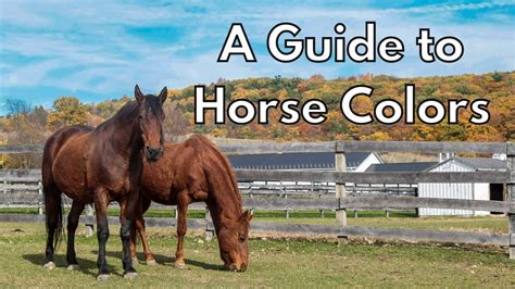 A Guide To Horse Colors Youtube