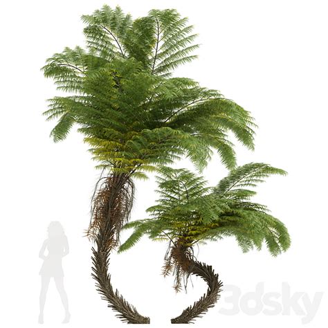 New Plant High Detail Alsophila Spinulosa Fern Tree D Model