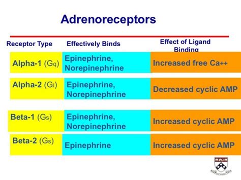 Chapter 15 Adrenergic Agonists And Antagonists Flashcards Quizlet