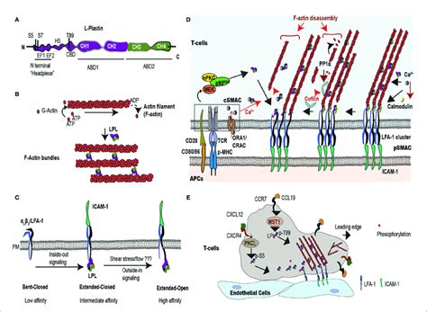 Lpl Is An Actin Bundling Protein That Supports T Cell Synapse