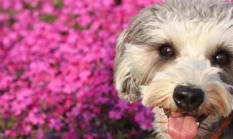 Common Health Concerns in Schnoodles: What You Need to Know