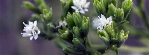 Stevia Le Propriet Del Dolcificante Senza Calorie Paginemediche