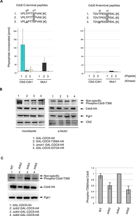 Cdc6 Degradation Requires Phosphodegron Created By Gsk 3 And Cdk1 For