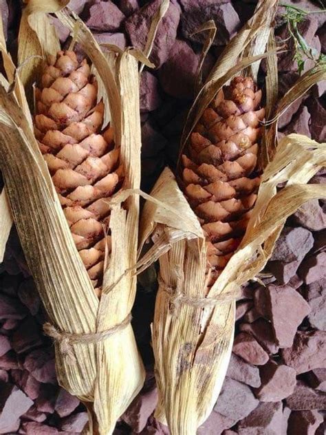 DIY Primitive Fall Decor: Corn Cob Craft