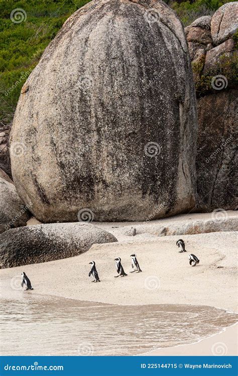 African Penguin Colony on a Beach in Cape Town Stock Image - Image of ...