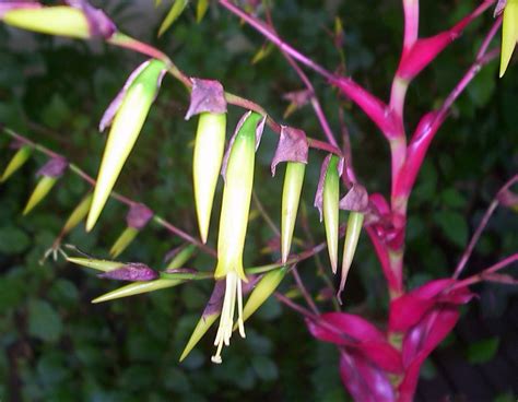 Bromeliads In Australia Vriesea Philippo Coburgi