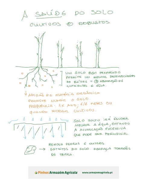 Como Preparar A Terra Para Plantar Pinhos Armaz M Agr Cola