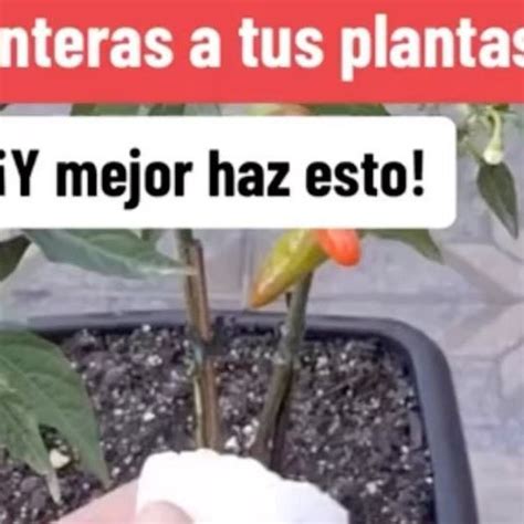 Escuela De Huertos Organicos On Instagram No Botes Las C Scaras De