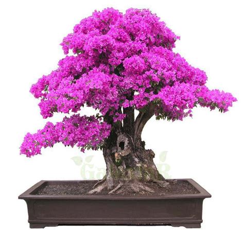 Buy Bougainvillea Spectabilis Wild Bonsai Plant Seeds 7Pc Blooming