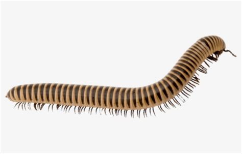 Millipede Clipart Tennessee Centipede Amazon Rainforest Insects