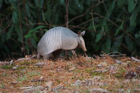 Walnut Creek Preserve Speaker Series Armadillos North Carolinas Newest Wild Resident