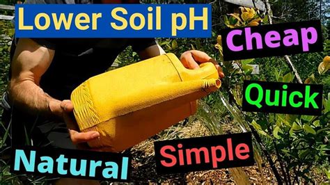 How To Lower Ph In Soil Naturally Quick Simple Cheap Blueberry Plants