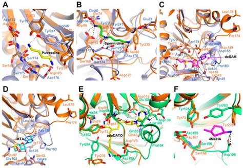 Molecules Free Full Text Structural Analysis Of Spermidine Synthase