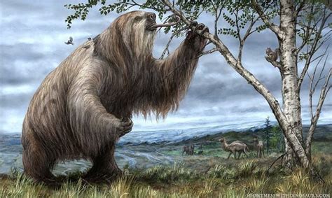 Megatherium Was A Genus Of Elephant Sized Ground Prehistoric