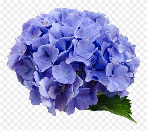 Flower Hydrangea Blue Nature Transparent Background Hydrangea