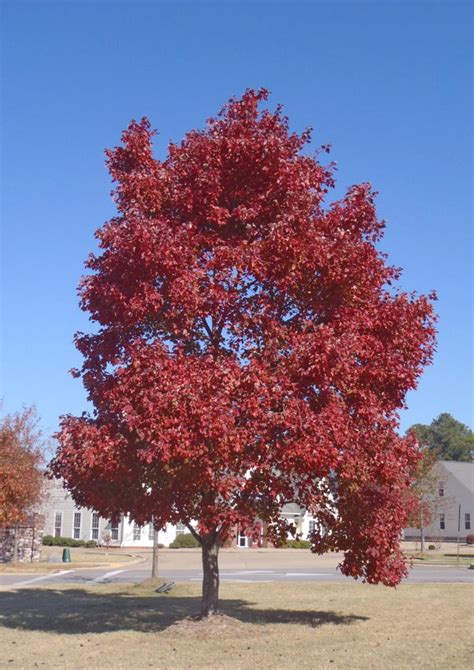 Acer Rubrum Autumn Glory Red Maple Leafland Limited Best Price