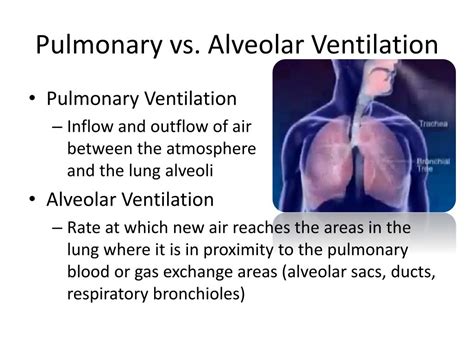 Ppt Pulmonary Gas Exchange And Gas Transport Powerpoint Presentation