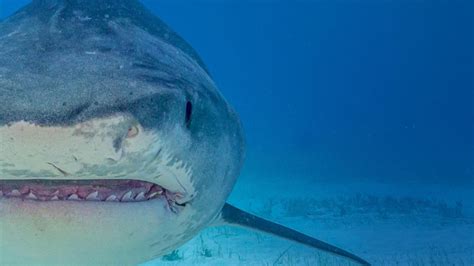 National Geographic S Sharkfest Series Continues To Awe