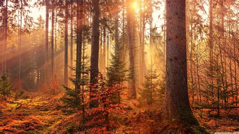 Autumn Forest Wallpaper Hd - 3840x2160 Wallpaper - teahub.io