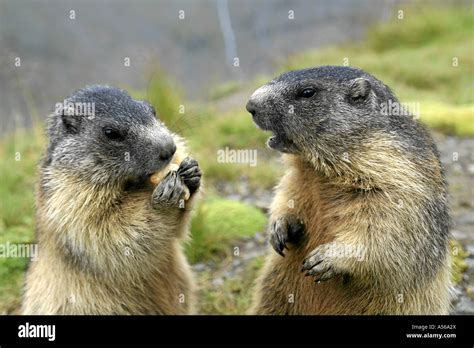 Alpine Marmot Alpenmurmeltier Marmota Marmota Alps Europe Stock