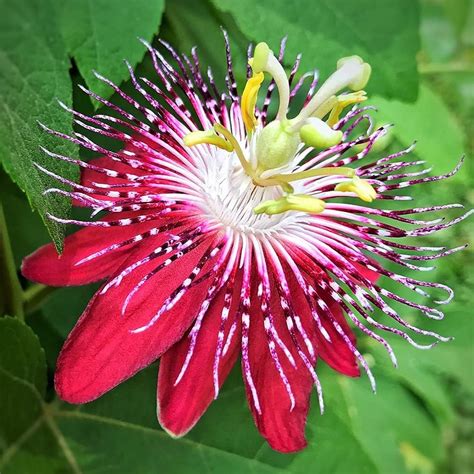 Qauzuy Garden Semillas Raras De Pasiflora Incarnata Maypop De Color