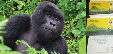 How Can One Get A Gorilla Trekking Permit In Uganda Uganda